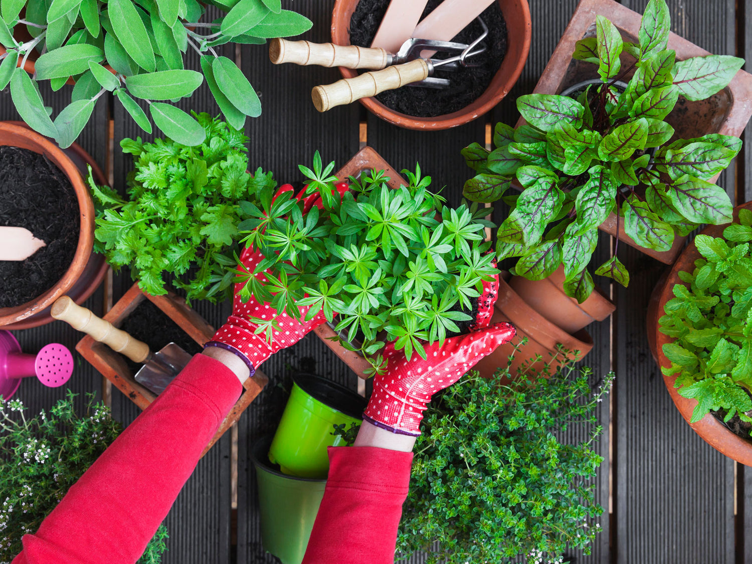 Garden Supply