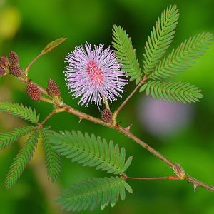 Touch Me Not  Mimosa Pudica Sensitive Plant Tintarmani Thottavadi-plant
